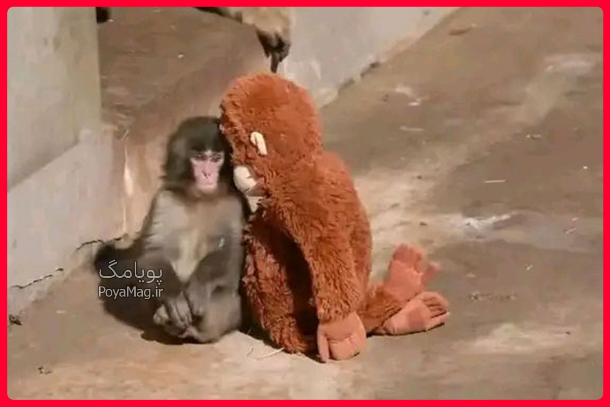 ماجرای دردناک بچه میمون پانچ در باغ وحش ژاپن + واکنش مجید خراطها 4 بچه میمون پانچ
