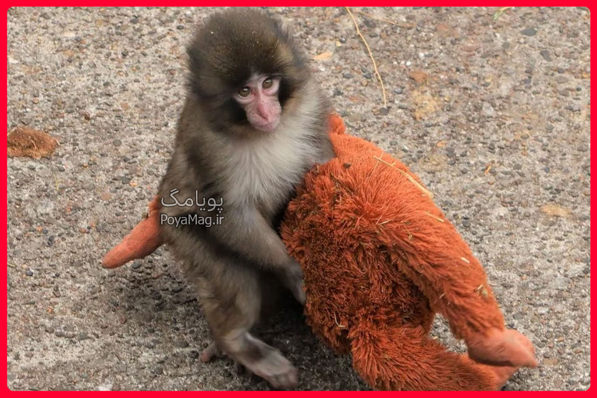 ماجرای دردناک بچه میمون پانچ در باغ وحش ژاپن + واکنش مجید خراطها 3 بچه میمون پانچ