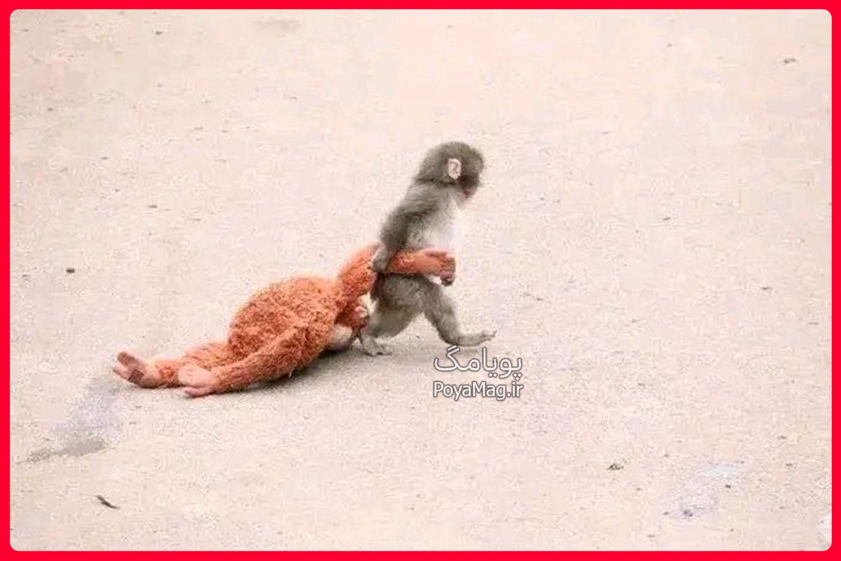 ماجرای دردناک بچه میمون پانچ در باغ وحش ژاپن + واکنش مجید خراطها 5 بچه میمون پانچ