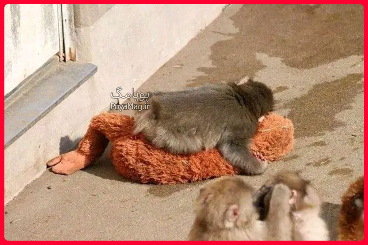 ماجرای دردناک بچه میمون پانچ در باغ وحش ژاپن + واکنش مجید خراطها 2 بچه میمون پانچ