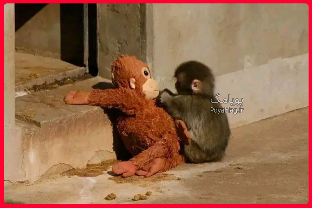 ماجرای دردناک بچه میمون پانچ در باغ وحش ژاپن + واکنش مجید خراطها 1 بچه میمون پانچ
