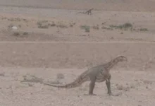 دایناسور خراسان رضوی