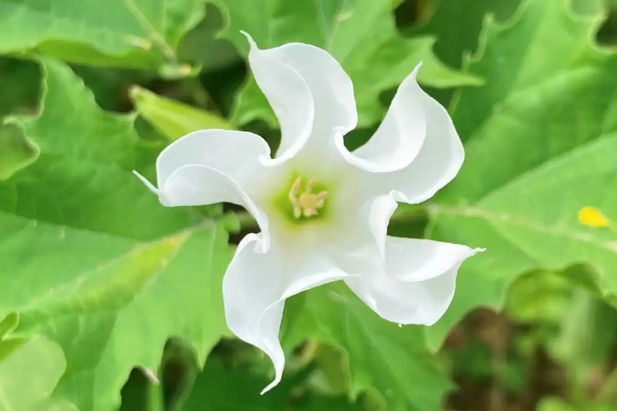گیاه تاتوره